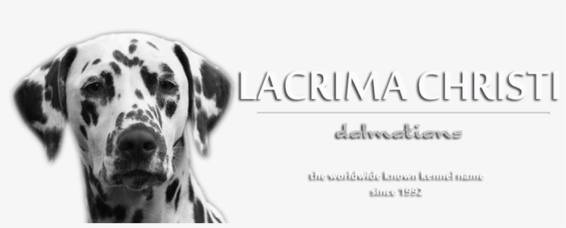 Lacrima Christi Kennel - October, transparent png