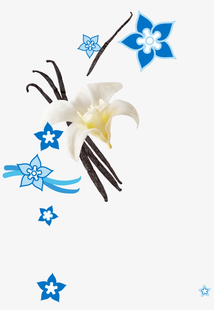 Vanilla, transparent png