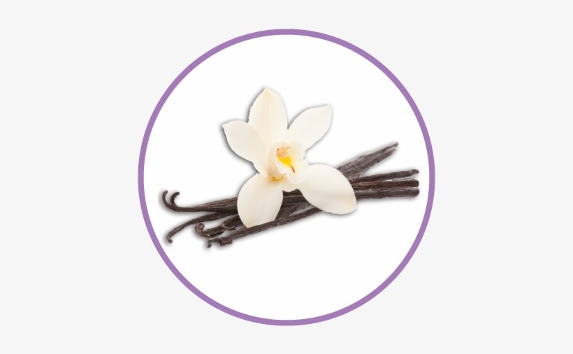 Pure Vanilla Extract - Vanille, transparent png