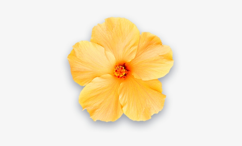 One Day Molokai Tour - Stock Photography, transparent png