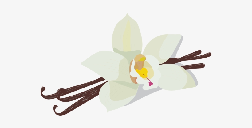 Vanilla, transparent png