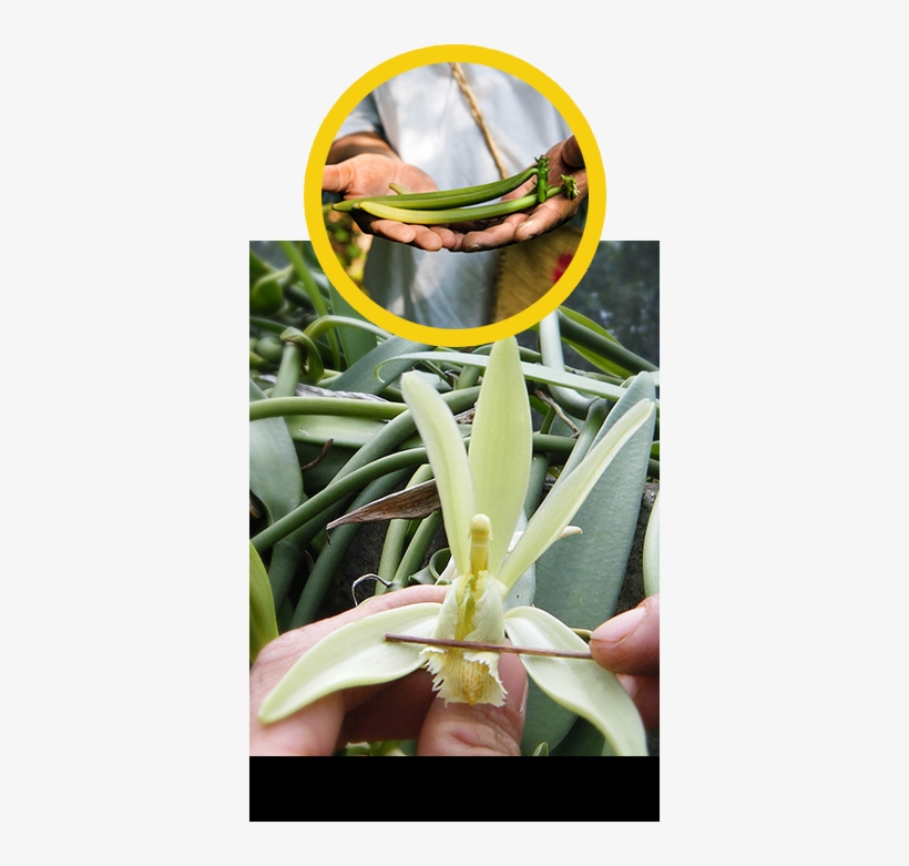 We Shared The Plant, But We Kept The Soil, The Climate, - Vanilla, transparent png