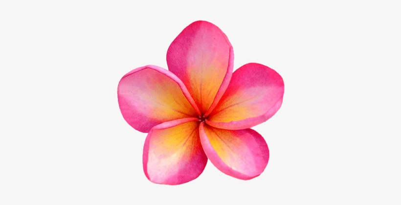 Oahu Hotels And Travel Guide Aqua Aston Hotels Png - Costa Rica Flowers Transparent, transparent png