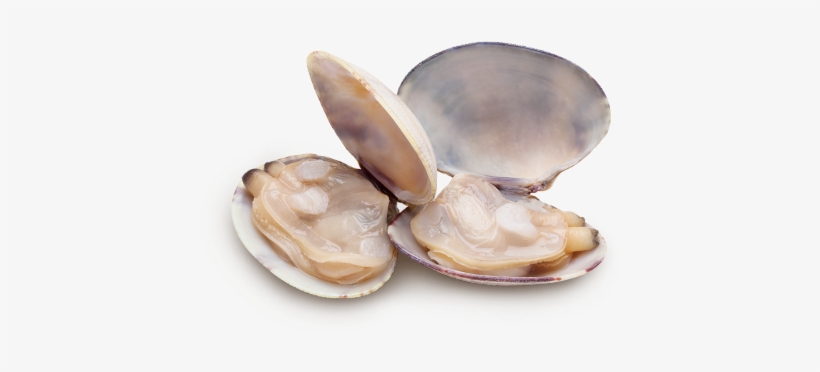 Clams Png Clipart - Almejas Png, transparent png