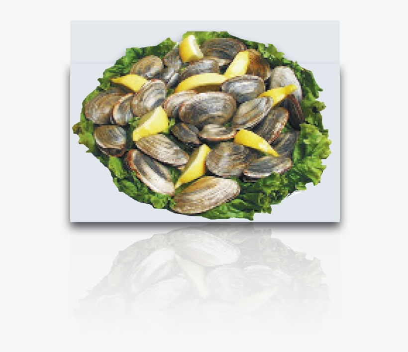 Mussel, transparent png