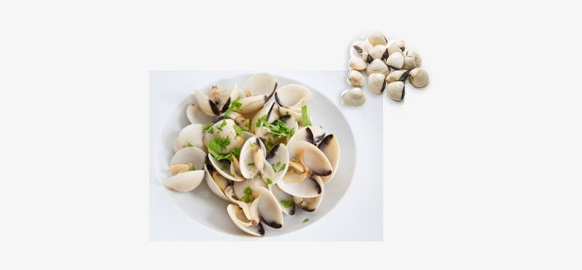 Clams, White - Hard Clam, transparent png