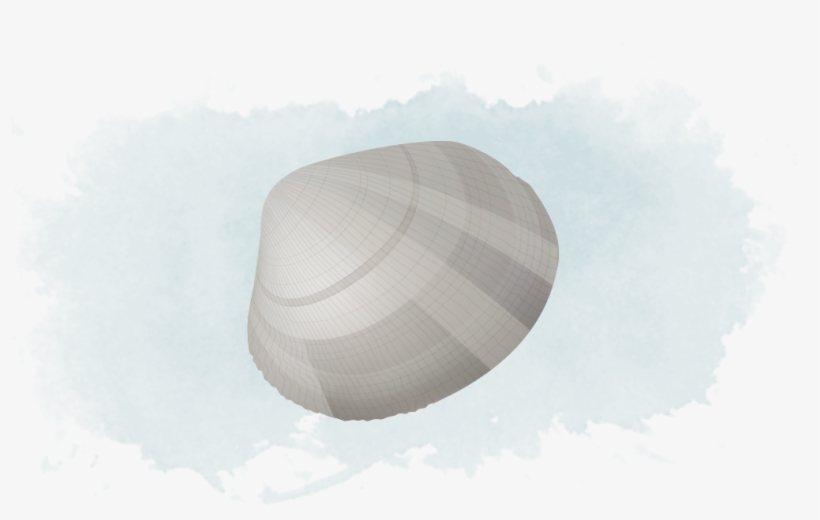 Native Littleneck Clam - Baltic Clam, transparent png