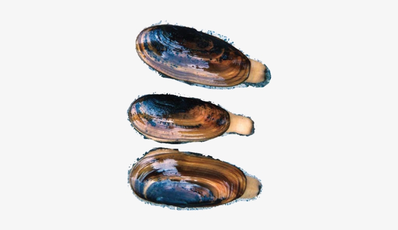 Wild Razor Clams - Baltic Clam, transparent png