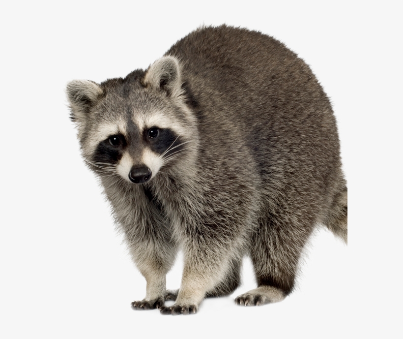 Raccoon Wildlife Removal - Dead Raccoon With Transparent Background, transparent png
