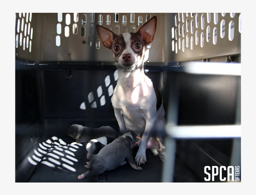 20180315 Local Cbs Puppy Mill 2 - Chihuahua, transparent png