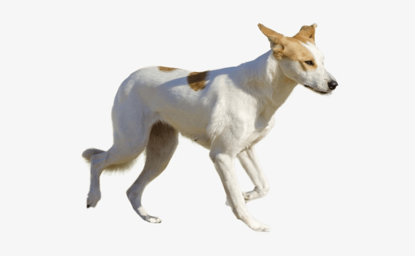 Dog, transparent png