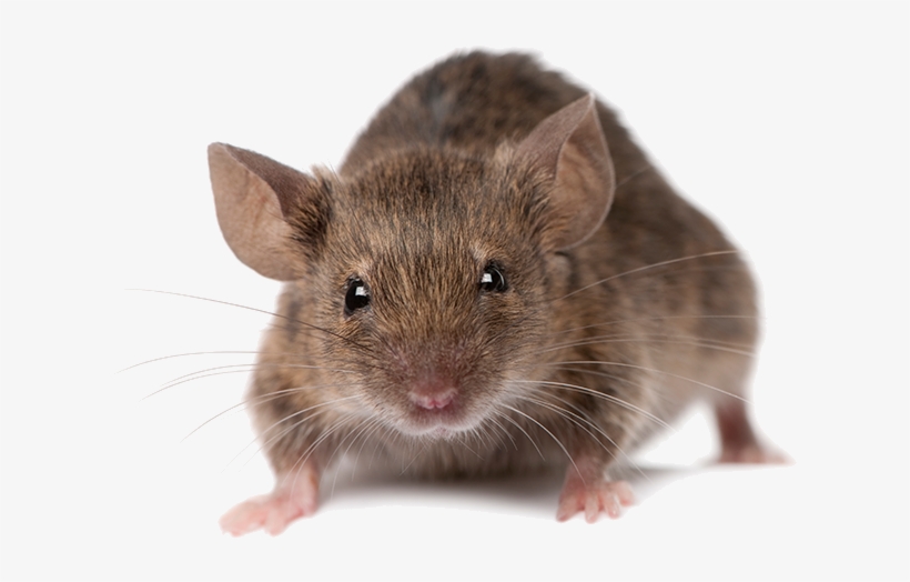 Mice Pest Control, transparent png