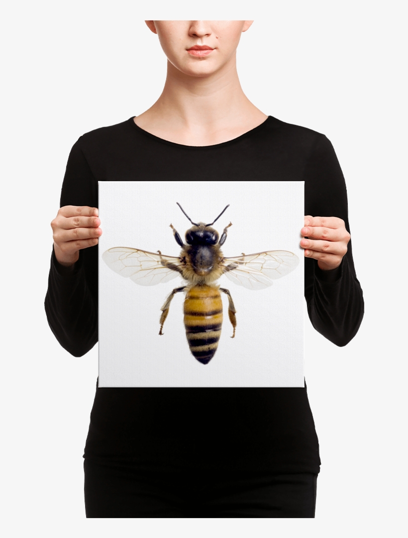 Honey-bee Canvas - Honeybees Thrive By Heather Swan, transparent png