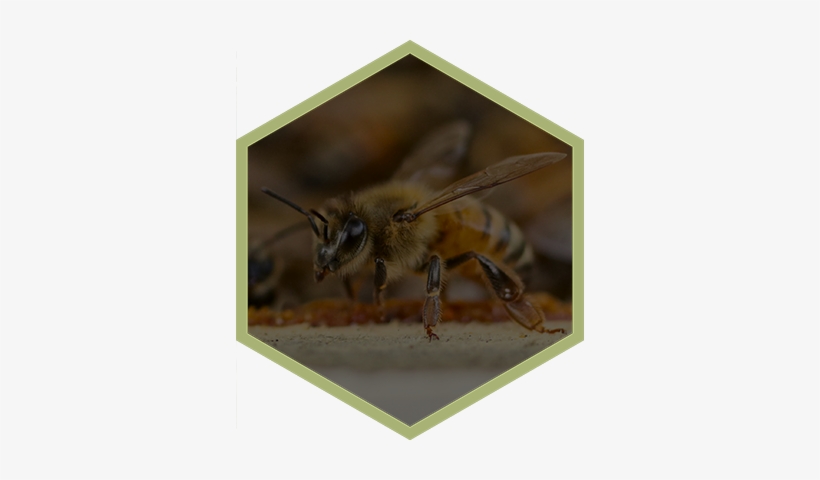 Honeybee Honey Lip Balm Hex 1 Drew's Honeybees - Plex Logo, transparent png