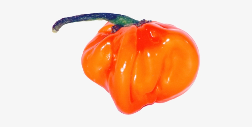 Habanero Chili, transparent png