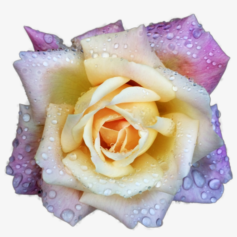 Raindrops Keep Falling On My Head~ - Torraine Futurum, transparent png