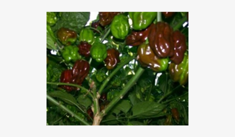 Jamaican Chocolate Habanero Pepper 10+ Seeds, transparent png