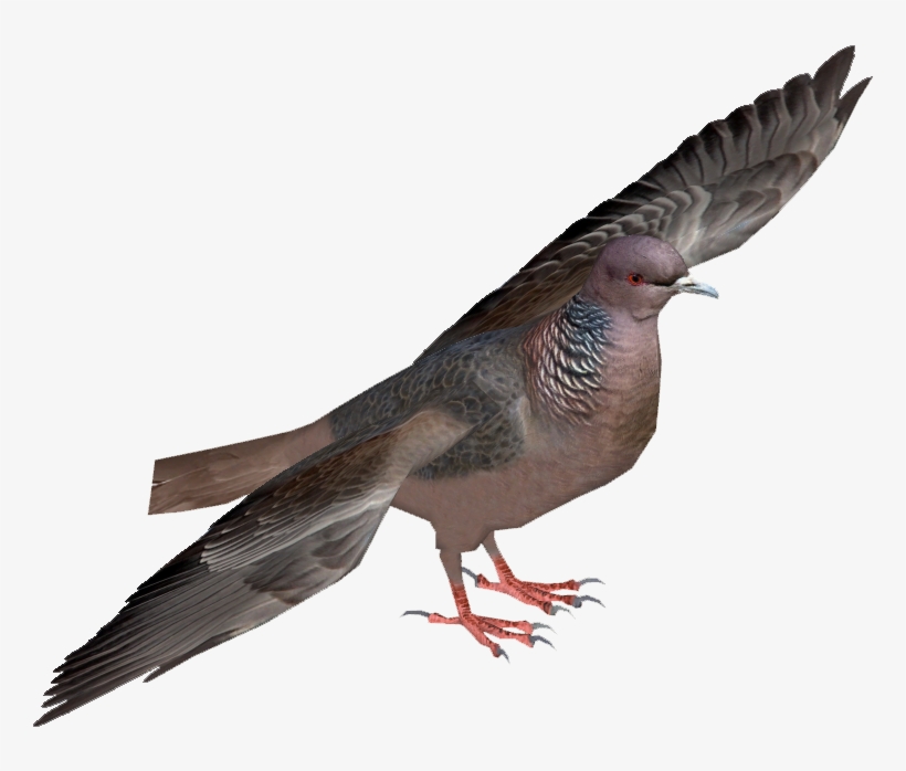 Picazuro Pigeon - Ornate Fruit Dove, transparent png