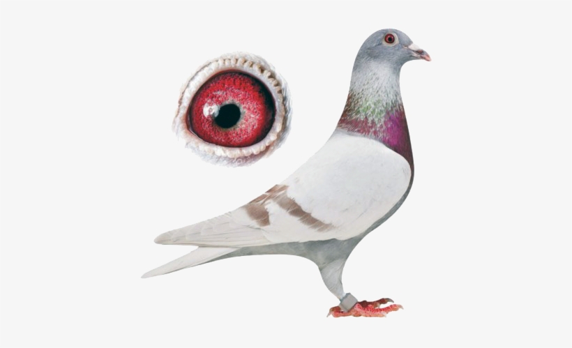 Colossal, Experience - Racing Pigeon Png, transparent png
