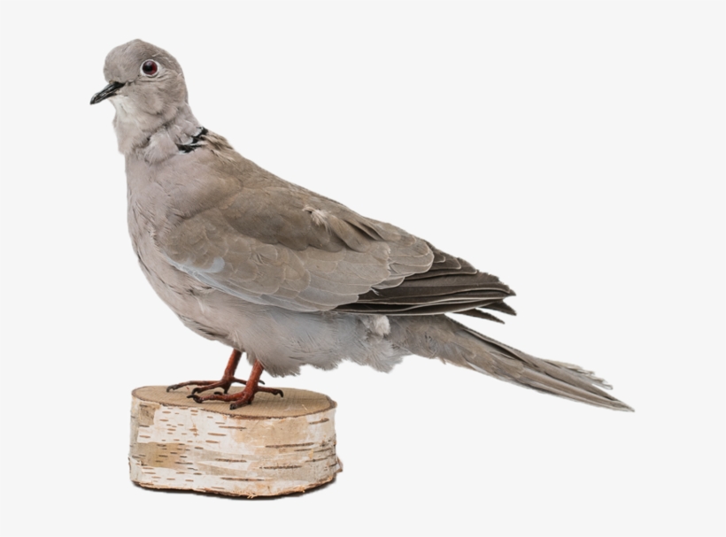 Rare Taxidermy Pigeon 1940's, transparent png