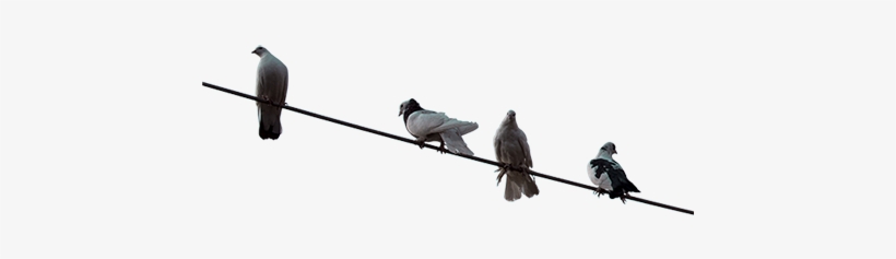 A Bunch Of Pigeons Sitting On A Wire - Pigeon On Wire Png, transparent png