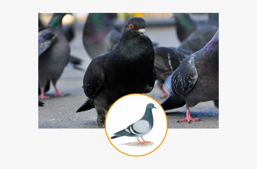 Pigeon Control Is Usually Required When Unwanted Pigeons - Hyderabad, transparent png