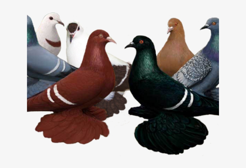 Swallow Pigeon, transparent png