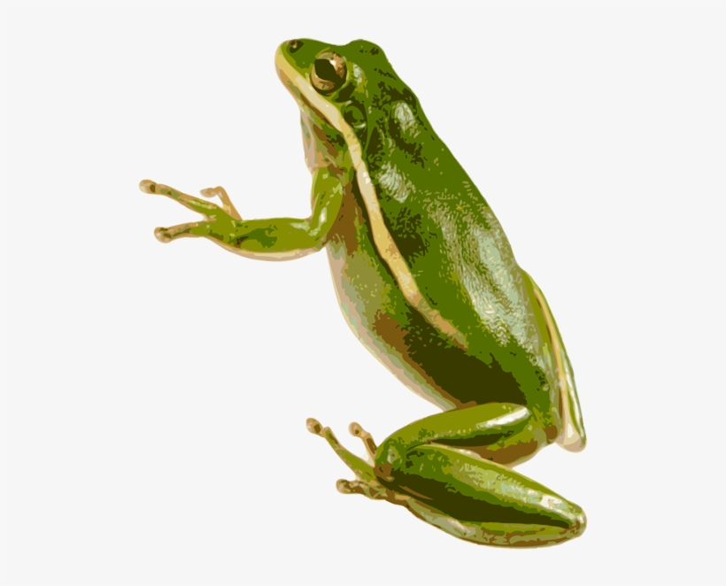 American Green Tree Frog Png - Green Tree Frog Transparent, transparent png
