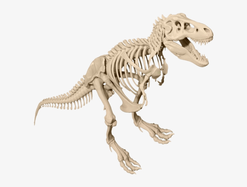 T Rex Skeleton Png, transparent png