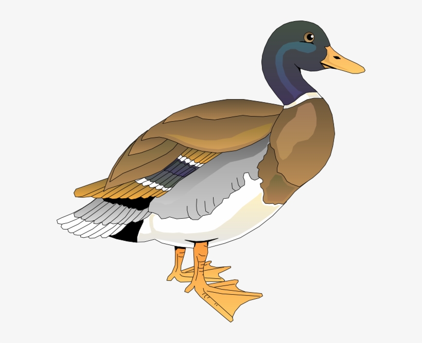 Walking Duck 2 Svg Clip Arts 600 X 588 Px, transparent png