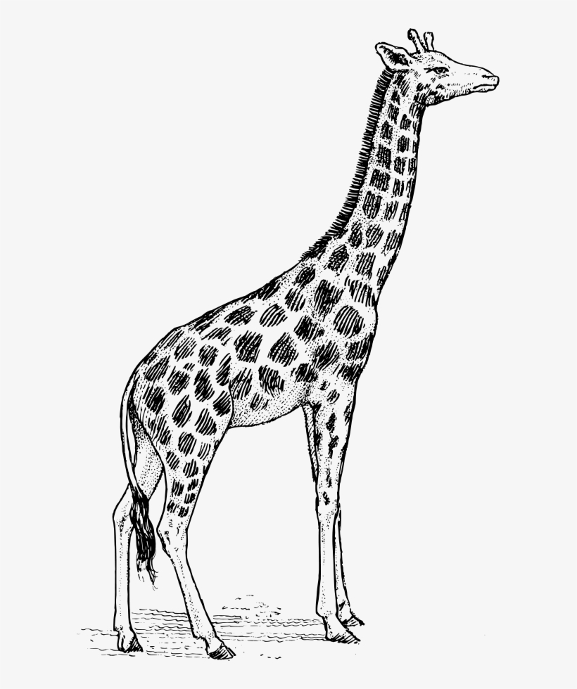 How To Set Use Giraffe Clipart, transparent png