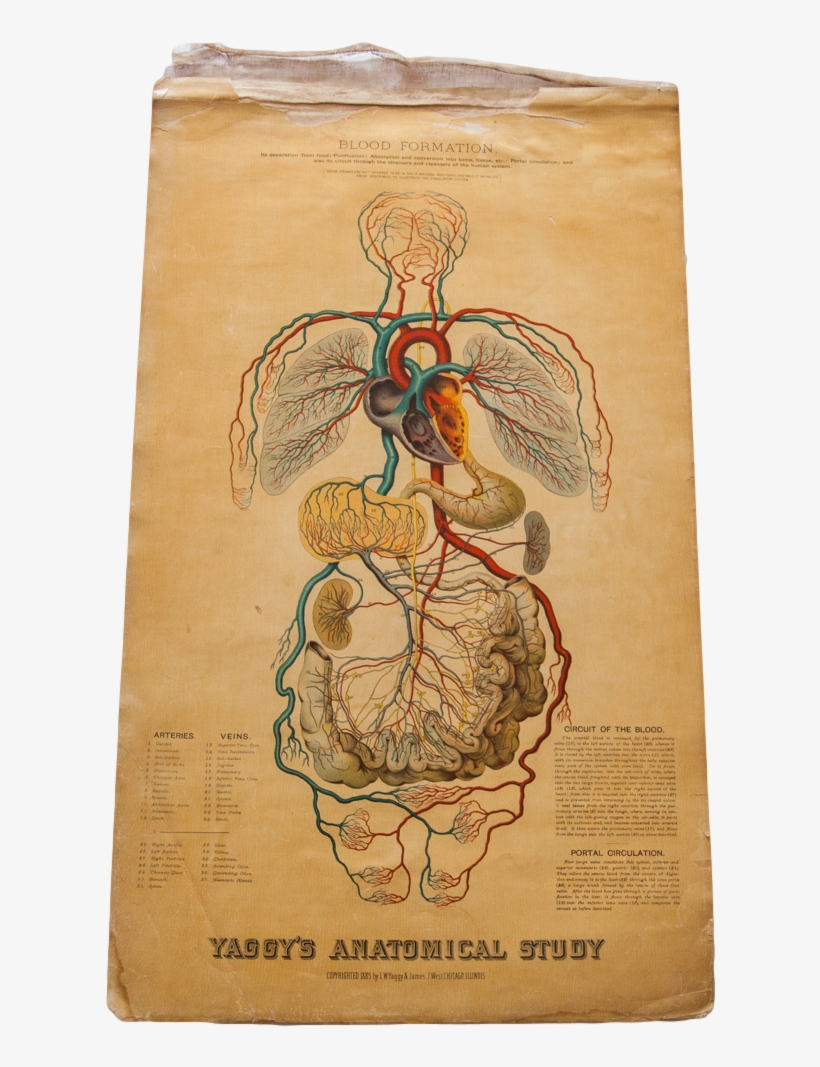 Sold - Art Print: Blood Formation And Circulation, 24x18in., transparent png