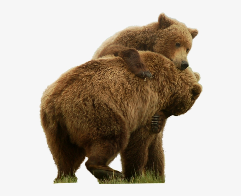 Bear Png Free Images - Grizzly Bear, transparent png