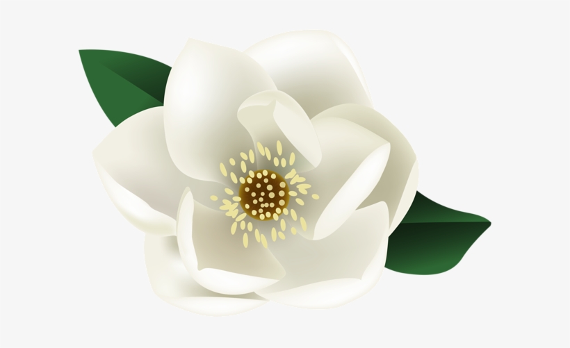 White Magnolia Flower Png Clip Art Image - White Magnolia Clip Art, transparent png