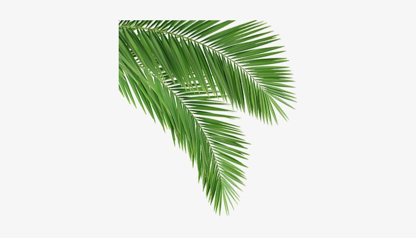 Download Transparent Coconut Leaf Png - Coconut Tree Leaves Png - PNGkit