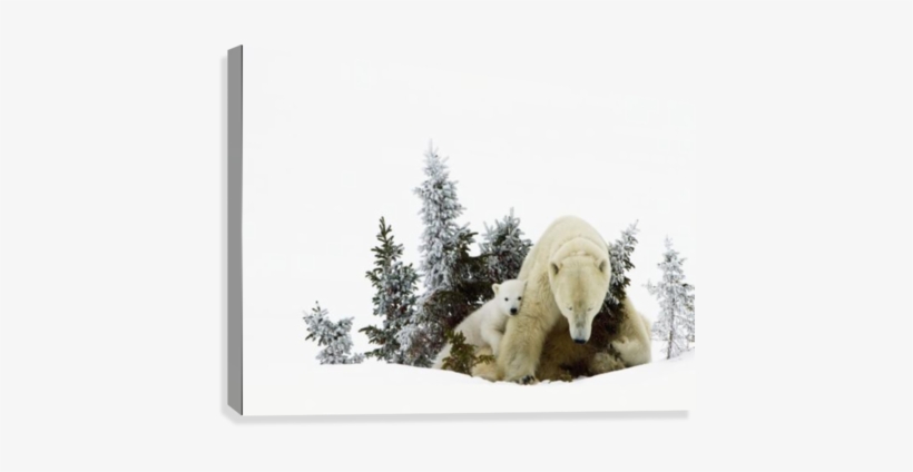Polar Bears At Wapusk National Park - Posterazzi Polar Bears At Wapusk National Park Churchill, transparent png