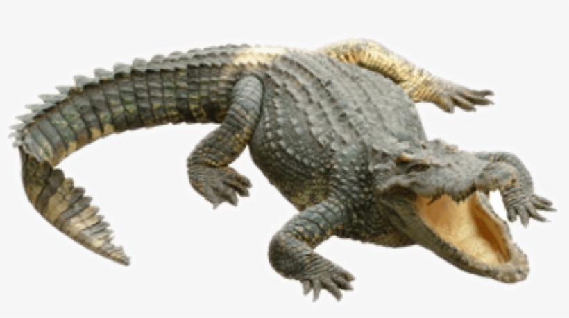 Free Png Crocodile Png Images Transparent - Crocodile Png, transparent png