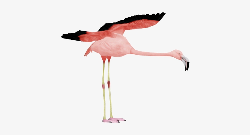 Chilean Flamingo 2 - Wiki, transparent png