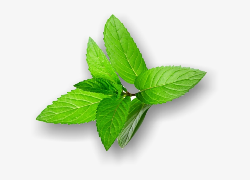 Peppermint Transparent Png - Lorann Oils 1 Lebensmittelaroma Pfefferminze, 29,5, transparent png