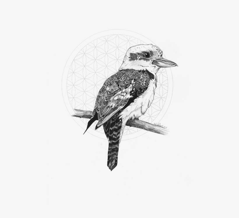 Kookaburra - Drawing, transparent png