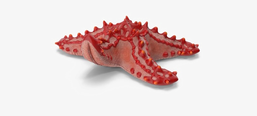 Starfish Png Download Image - Starfish, transparent png