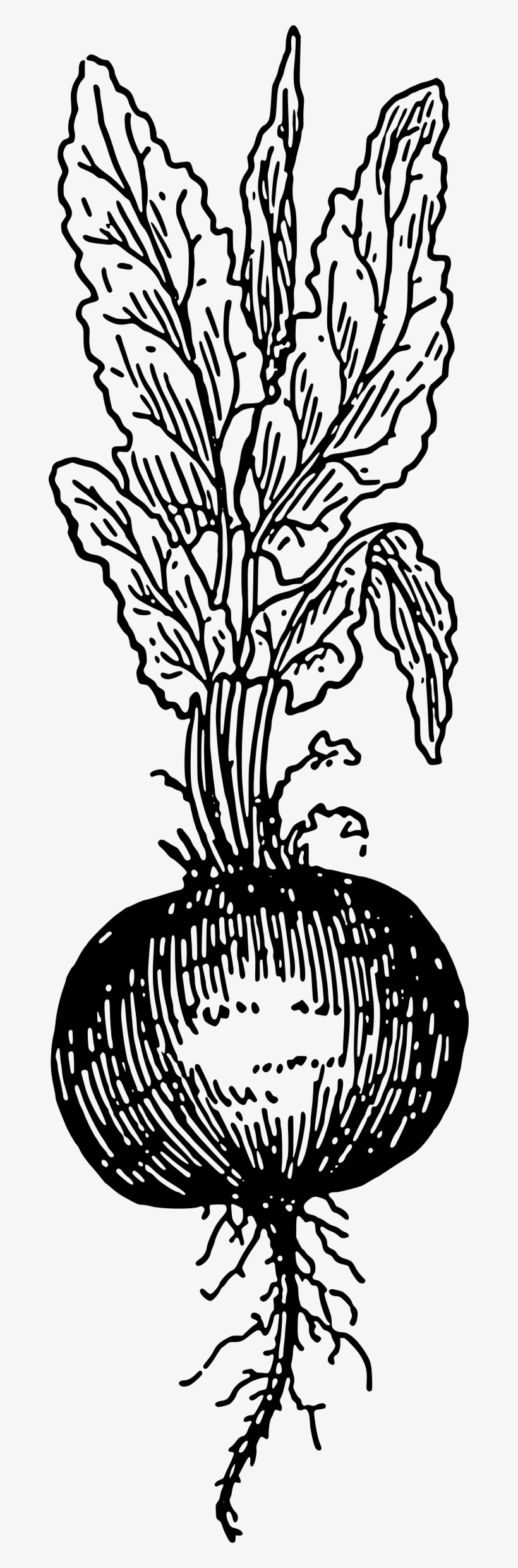 This Free Icons Png Design Of Beet Root, transparent png