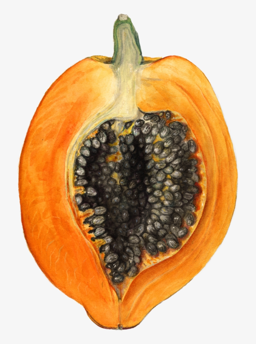 Better With Headphones - Carica Papaya Botanical Illustrator, transparent png