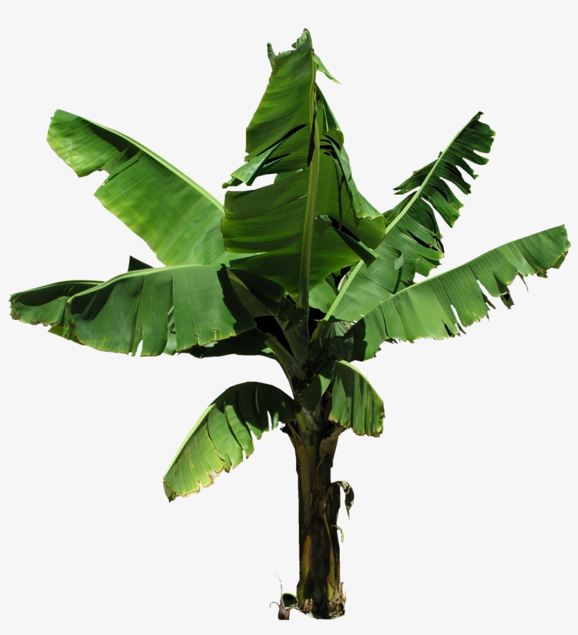 Plantain Banana Tree Png, transparent png