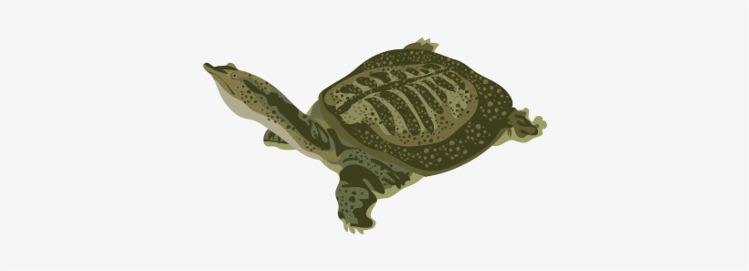 201502 Chinese Soft Shelled Turtle - Soft Shelled Turtle Png, transparent png