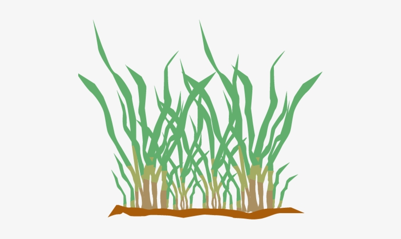Selecting The Right Type Of Grass Can Be A Confusing - Grass, transparent png