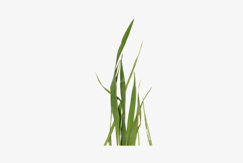 Sweet Grass Clipart - Clip Art, transparent png