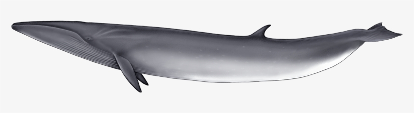 Blue Whale, transparent png