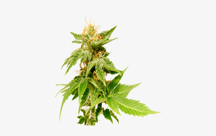 Getting Patients Marijuana Cards Since - Houseplant, transparent png