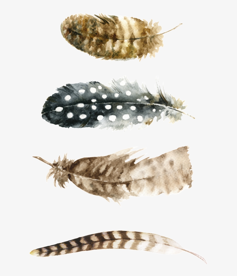 File Shared From Box - Laminas Imprimibles Plumas, transparent png